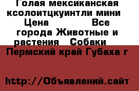 Голая мексиканская ксолоитцкуинтли мини › Цена ­ 20 000 - Все города Животные и растения » Собаки   . Пермский край,Губаха г.